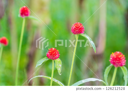 紅色百日菊在綠樹中脫穎而出 126212528