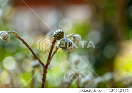 Mitsumata buds wrapped in soft light 126212535