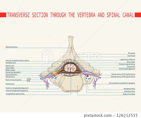 Section through the vertebra and spinal canal. Spinal cord. Section through the vertebra and spinal canal. Spinal cord. 126212555
