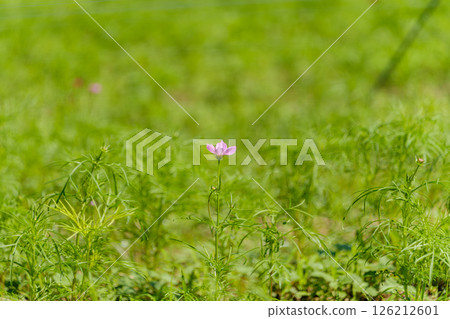 A single pink cosmos flower blooming in the grassland 126212601