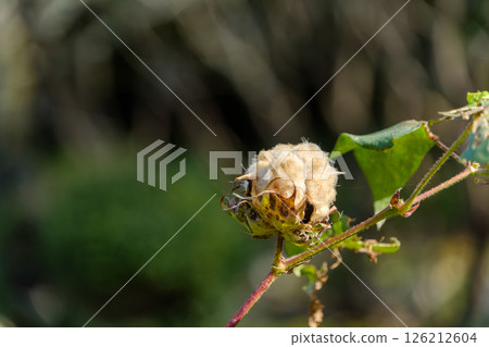 The moment when the cotton balls surrounding the cotton pop 126212604