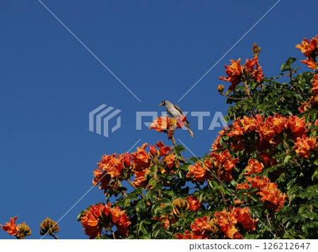 Noisy Miner Discovery Parks - Rockhampton,Koongal 126212647