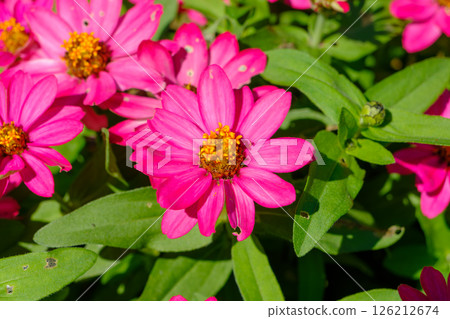 Pink zinnias in the sunlight 126212674