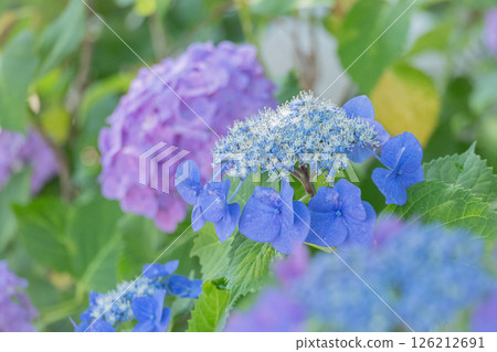 The contrast between the refreshing blue hydrangea and the hydrangeas blooming in the background 126212691