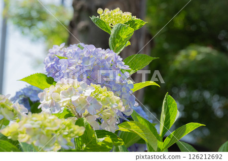 Pale blue and cream hydrangeas in the sunlight 126212692