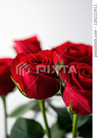 roses petals background closeup bouquet green roses petals background closeup bouquet green 126212911