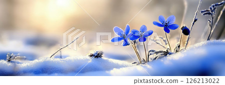flowers landscape hour scene closeup snowy 126213022