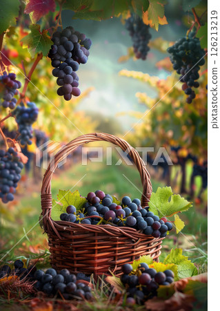 wicker basket vineyard grapes closeup shot 126213219