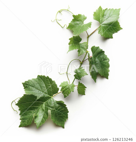 view grape background texture veins pattern 126213246