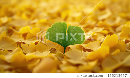 ginkgo leaf sea petals color hues 126213637
