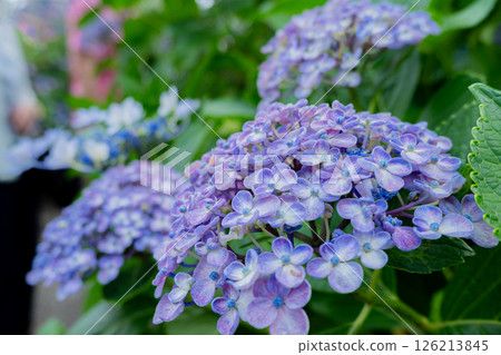 Close-up of a purplish-blue hydrangea Close-up of a purplish-blue hydrangea 126213845