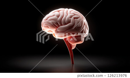 Human brain anatomy with cerebellum and brainstem isolated on black background, detailed medical illustration showing complex structure 126213976