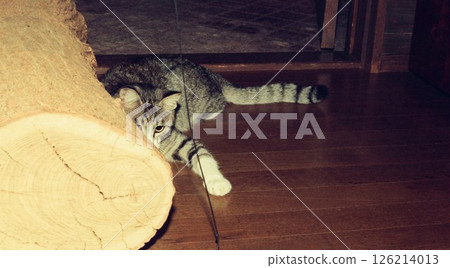 Momo-chan, a young cat playing with a string 126214013