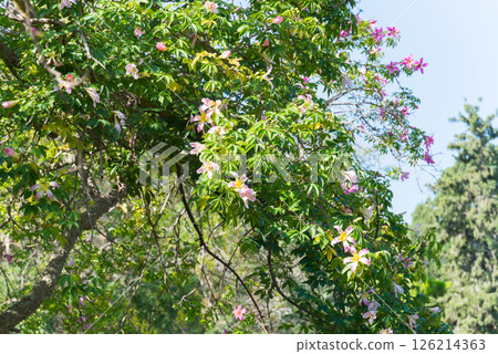 Silk floss tree, tropical tree with prickles on its trunk. Chorisia speciosa. Malta, Europe Silk floss tree, tropical tree with prickles on its trunk. Chorisia speciosa. Malta, Europe 126214363