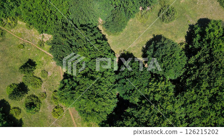Lush greenery forms a natural tapestry under the bright sun in a verdant landscape Generative AI Lush greenery forms a natural tapestry under the bright sun in a verdant landscape Generative AI 126215202
