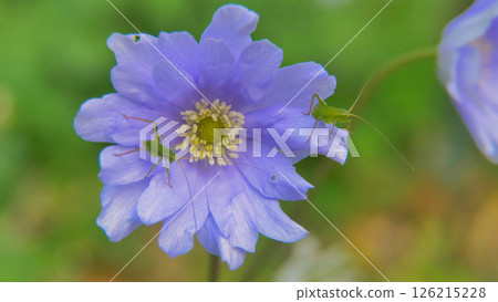 Delicate purple flower attracts curious green insects in a vibrant meadow during a sunny spring afternoon Generative AI 126215228