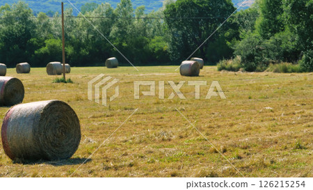 Rolling bales dot the vibrant landscape under the warm sun in a peaceful rural setting Generative AI 126215254
