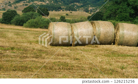 Golden hay bales resting under a sunlit sky in a tranquil countryside landscape Generative AI Golden hay bales resting under a sunlit sky in a tranquil countryside landscape Generative AI 126215256