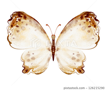 Hand drawn watercolor illustration of a butterfly with open wings. Isolated on white background. Suitable for cards, invitations, prints, and nursery design. 126215290