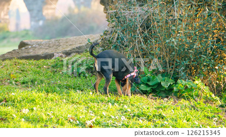 Dog exploring a vibrant green field near ancient stone arches in the early morning light Generative AI Dog exploring a vibrant green field near ancient stone arches in the early morning light Generative AI 126215345