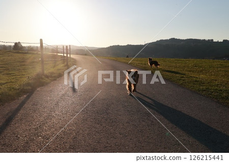 A dog is walking down a road with a fence in the background A dog is walking down a road with a fence in the background 126215441