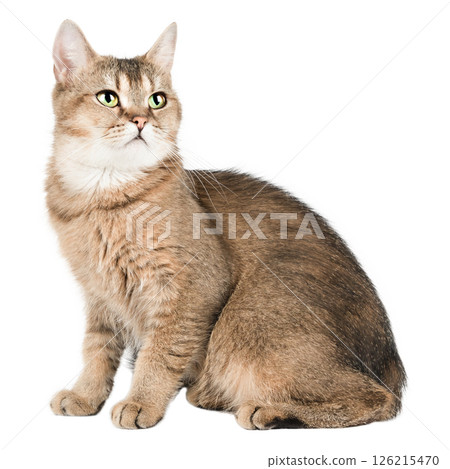 scottish straight cat golden chinchilla isolated 126215470