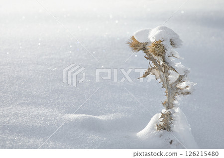 snow bush thorns close up snow bush thorns close up 126215480