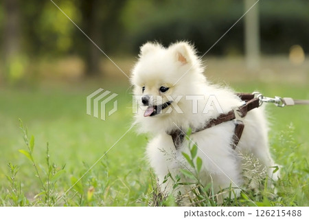 white spitz dog lies on green grass white spitz dog lies on green grass 126215488