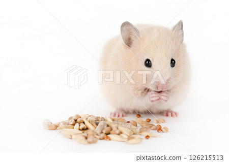 brown hamster eat food on a light background 126215513