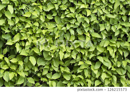 background green leaves close up background green leaves close up 126215573