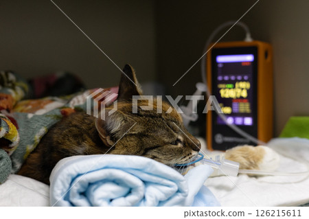 European wildcat resting on a blue towel with an endotracheal tube after surgery, monitored by vital signs equipment in a veterinary clinic, emphasizing specialized wildlife care. European wildcat resting on a blue towel with an endotracheal tube after surgery, monitored by vital signs equipment in a veterinary clinic, emphasizing specialized wildlife care. 126215611