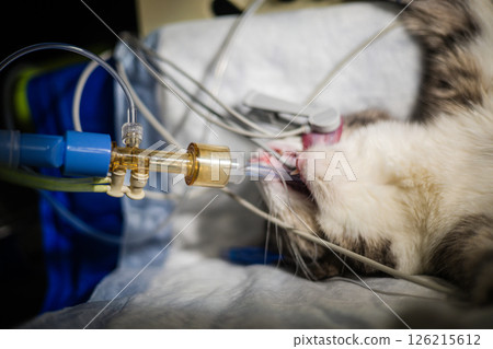A cat under anesthesia on the operating table. A veterinarian prepares the cat for surgery by performing endotracheal intubation to ensure the cat's airway is secure during the procedure. 126215612