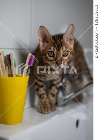 A small Bengal kitten walks carefully along the edge of a bathroom sink, next to a yellow bowl with bamboo toothbrushes, showing a mixture of curiosity and domesticity. The kitten studies the sink. A small Bengal kitten walks carefully along the edge of a bathroom sink, next to a yellow bowl with bamboo toothbrushes, showing a mixture of curiosity and domesticity. The kitten studies the sink. 126215613