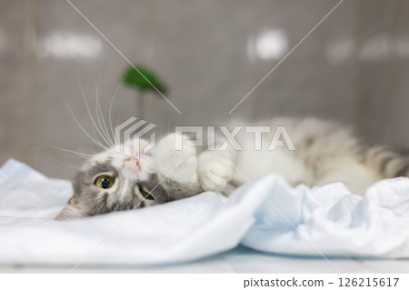 An adorable kitten playfully rests on a soft blanket at a veterinary clinic, showing carefree and comfortable behavior during his visit. Cat playing in a veterinary hospital. An adorable kitten playfully rests on a soft blanket at a veterinary clinic, showing carefree and comfortable behavior during his visit. Cat playing in a veterinary hospital. 126215617