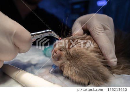 A doctor removes a tooth from a dog. A vet wearing gloves removes a diseased tooth from an anesthetized dog on an operating table at a veterinary clinic, promoting the animal's oral health. 126215630