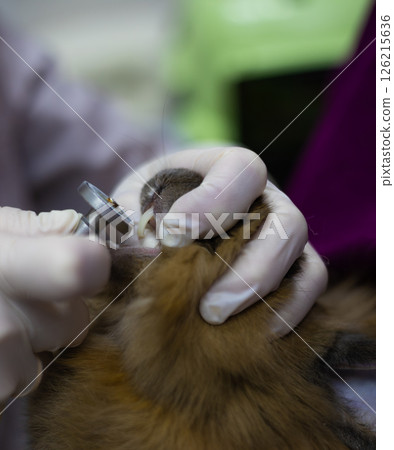 Guinea pig teeth trimming. A veterinarian wearing gloves trims a brown guinea pig's teeth using special dental instruments, ensuring proper dental health and care at a veterinary clinic. Guinea pig teeth trimming. A veterinarian wearing gloves trims a brown guinea pig's teeth using special dental instruments, ensuring proper dental health and care at a veterinary clinic. 126215636