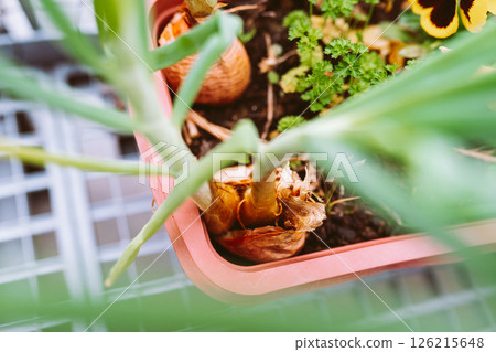 green salad onions and parsley in flower box on balcony 126215648