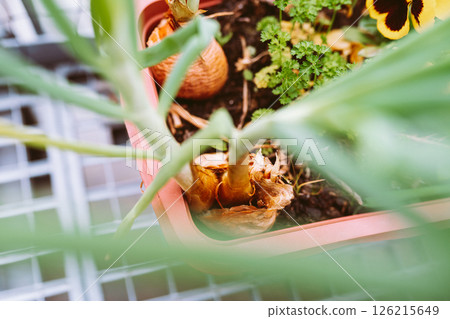 green salad onions and parsley in flower box on balcony 126215649