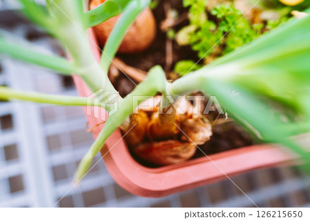 green salad onions and parsley in flower box on balcony 126215650