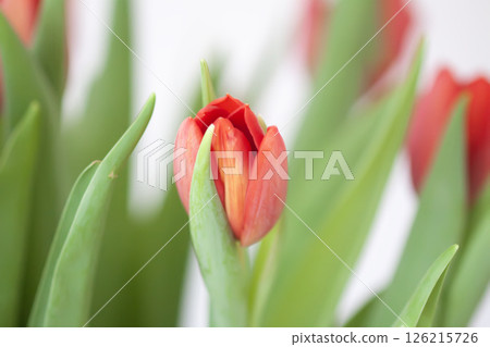 Red tulips. Beautiful spring flowers. Romantic bouquet. Red tulips. Beautiful spring flowers. Romantic bouquet. 126215726