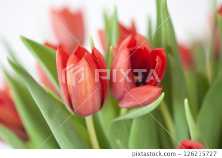 Red tulips. Beautiful spring flowers. Romantic bouquet. Red tulips. Beautiful spring flowers. Romantic bouquet. 126215727