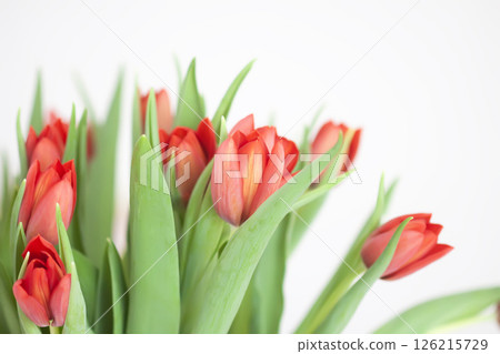 Red tulips. Beautiful spring flowers. Romantic bouquet. Red tulips. Beautiful spring flowers. Romantic bouquet. 126215729