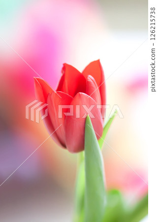 Red tulip. Beautiful spring flower. Romantic bouquet details. 126215738