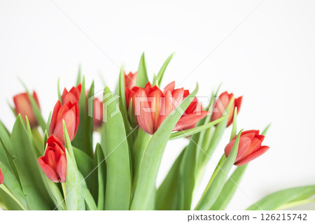 Red tulips. Beautiful spring flowers. Romantic bouquet. Red tulips. Beautiful spring flowers. Romantic bouquet. 126215742