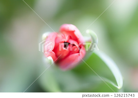 Red tulip. Beautiful spring flower. Romantic bouquet details. 126215743