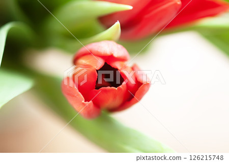 Red tulip. Beautiful spring flower. Romantic bouquet details. Red tulip. Beautiful spring flower. Romantic bouquet details. 126215748