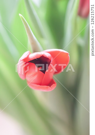 Red tulip. Beautiful spring flower. Romantic bouquet details. Red tulip. Beautiful spring flower. Romantic bouquet details. 126215751