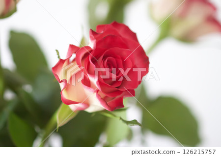 Red roses. Beautiful flowers. Romantic bouquet details. 126215757