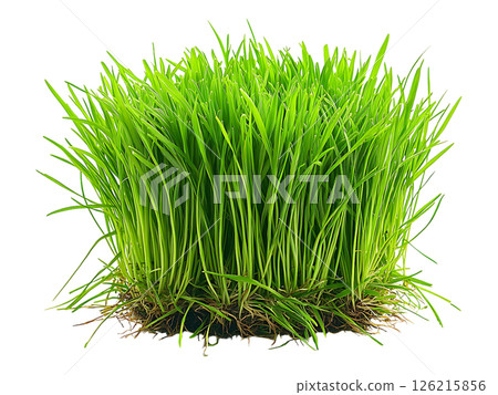 Vibrant green grass tuft, isolated on white.  Perfect for spring, nature, growth, and environmental themes. 126215856