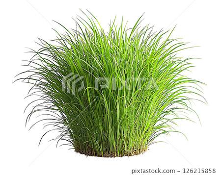 Lush, vibrant green grass tuft isolated on white.  Perfect for spring, nature, growth, and environmental concepts.  Use in websites, blogs, or print for a fresh, clean look. 126215858
